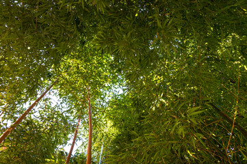 Looking up in a lush green bamboo forest in a garden in Sweden