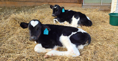Two 5 Weeks Old Holstein Heifer Bottle Calves © Jared S Davies