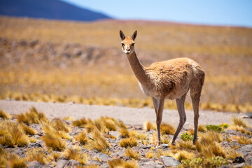 Vicunas are generally living as a herd but it is not unusual to encounter a single individual not to far from the main group