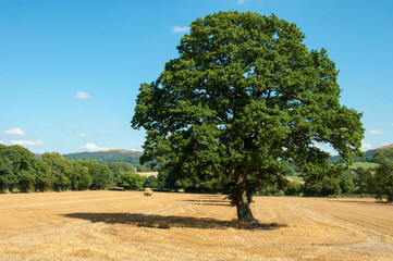 Fototapeta na wymiar Old chestnut tree in a summer meadow.
