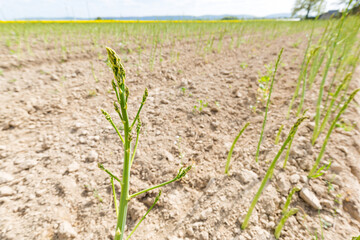 Grüner Spargel wächst auf einem Feld