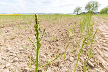 Grüner Spargel wächst auf einem Feld