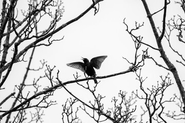 Starling bird sings with open beak and outstretched wings while perched on tree branch. Silhouette black and white monochrome