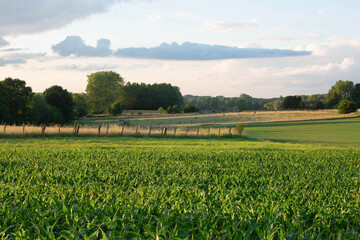 landscape with field