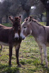 Two donkeys standing close together