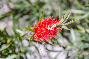 Exotic Flowers in Ecuador's Cloud Forest