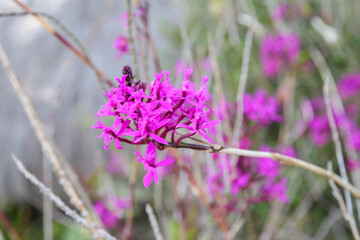 Exotic Flowers in Ecuador's Cloud Forest