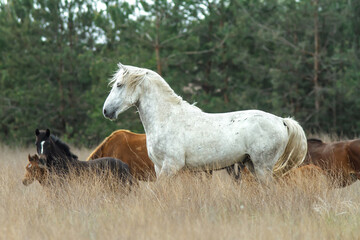 Wild white horse with herd on background.