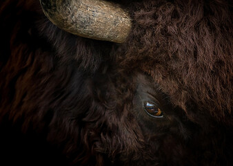 Bull portrait closeup. American buffalo head. Eye of huge bison. © Igor