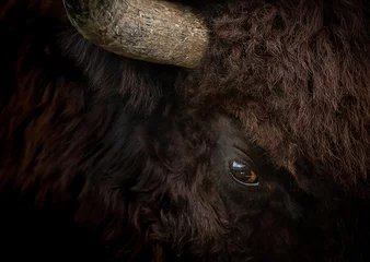 Schilderijen op glas Bull portrait closeup. American buffalo head. Eye of huge bison. © Igor