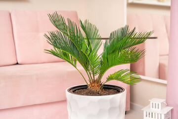 cycas Revoluta flower in a white flowerpot at home close-up, in the interior, a pink sofa and a mirror in the background
