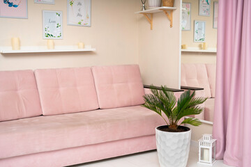 cycas Revoluta flower in a white flowerpot at home, in the interior, a pink sofa and a mirror in the background