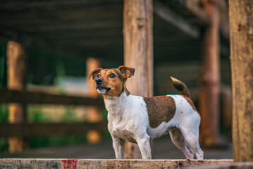 Jack russell terrier on a wooden platform outdoors.