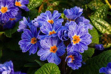Primula, Blue Zebra