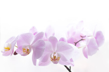 Fototapeta na wymiar Light pink orchid flower branch background close-up