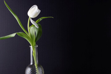 Single white tulip in glass bottle on black background.