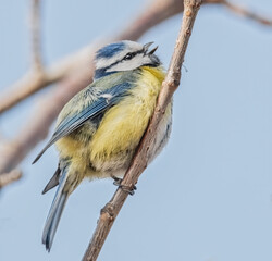 Singende Blaumeise