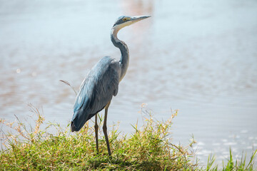 Black-headed heron