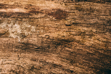 Wood texture and background for design. Cut tree trunk background in vintage style.	