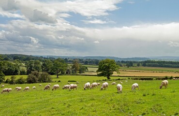 Fototapeta na wymiar Sheep grazing in a summertime meadow in England.