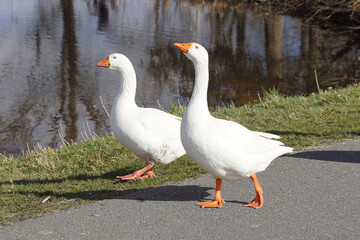White domestic geese together at the waterfront and the street. In the Dutch village of Bergen. Late winter. March.
