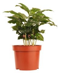 Fototapeta na wymiar Coffea arabica coffee plant in flowerpot isolated on white background