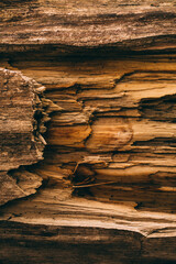Wood texture and background for design. Cut tree trunk background in vintage style.	