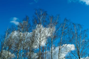 Papier Peint photo autocollant Bouleau bosquet de bouleaux contre le ciel bleu