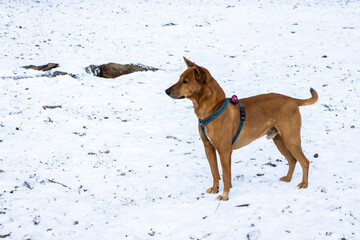 Red dog on white snow background. Adult ginger dog with collar stands  on the backdrop of winter snow field. Smart dog Human friend. Walk of a man and his pet.