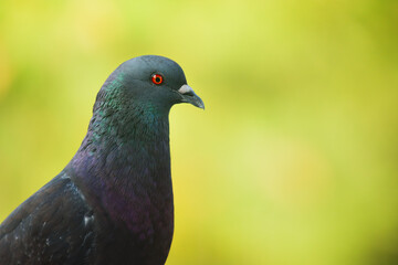 Close up portrait of a common pigeon.