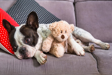 French bulldog sleeping on the coach with teddy bear