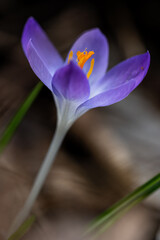Purple crocus in the forest in February