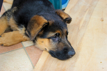 German shepherd puppy resting