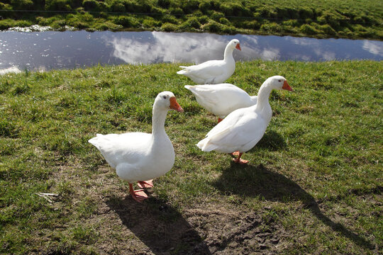 White domestic geese together near a ditch. In the Dutch village of Bergen. Late winter. March.