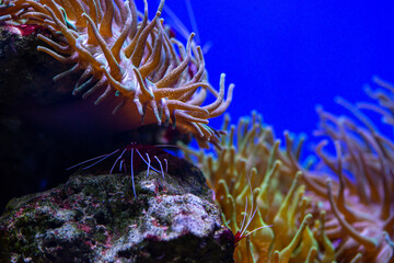 Nice vivid red sea Rhynchocinetes durbanensis dancing shrimp in saltwater tank