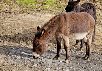 Donkeys in the enclosure on the farm