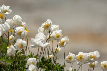 White yellow- hearted flowers of snowdrop windflowers (snowdrop anemone, anemone sylvestris) blooming on a sunny and windy day in Estonian nature