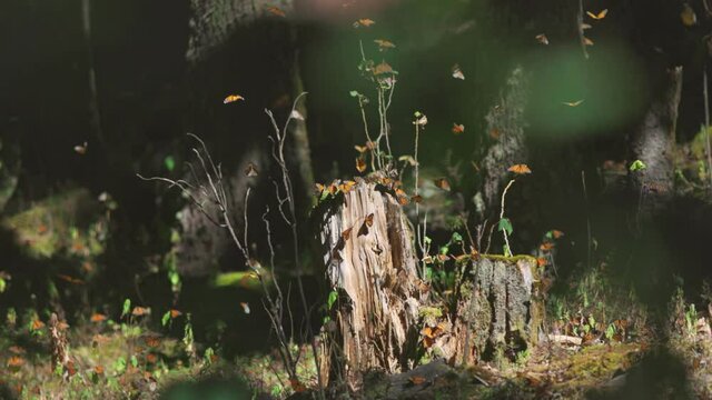 Monarch butterfly biosphere reserve in Mexico. Lot of butterflies fly and sit in the forest. Slow motion shot, 4K