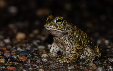 Kreuzkröte - natterjack toad (Epidalea calamita)