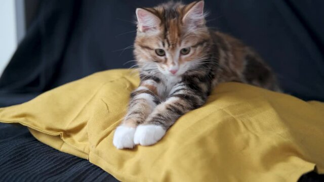 4k. small straight kurilian bobtail kitten lying on the pillow