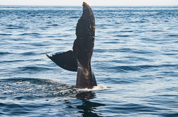 A humpback whale (megaptera novaeangliae) sticks its tail fluke out of the water.  Copy space. ...