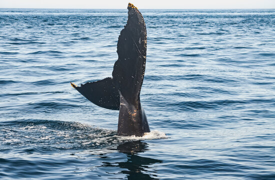 A humpback whale (megaptera novaeangliae) sticks its tail fluke out of the water.  Copy space.  Great South Channel, North Atlantic.