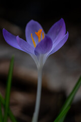 Fototapeta premium Purple crocus in the forest in February