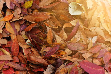 Autumn colors. Fallen leaves of trees, with sunlight.