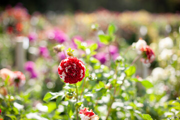 Assorted flowering dahlias at the National Dahlia Collection, Cornwall, UK
