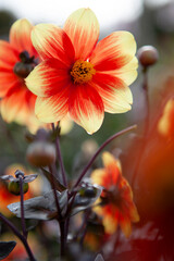 A dahlia flowering in a garden at the National Dahlia Collection, Cornwall, UK