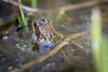 Frog sitting in a pond