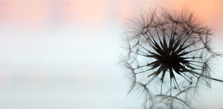 Macro Photography of a dandelion on bright background. Relax and Meditation.