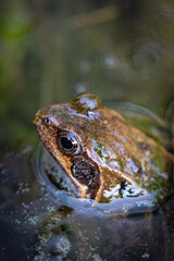 Frog sitting in a pond