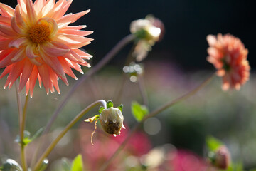 A dahlia flowering in a garden at the National Dahlia Collection, Cornwall, UK